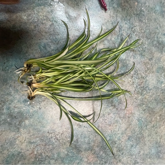 Spider Plant Starter - Picture 10 of 11